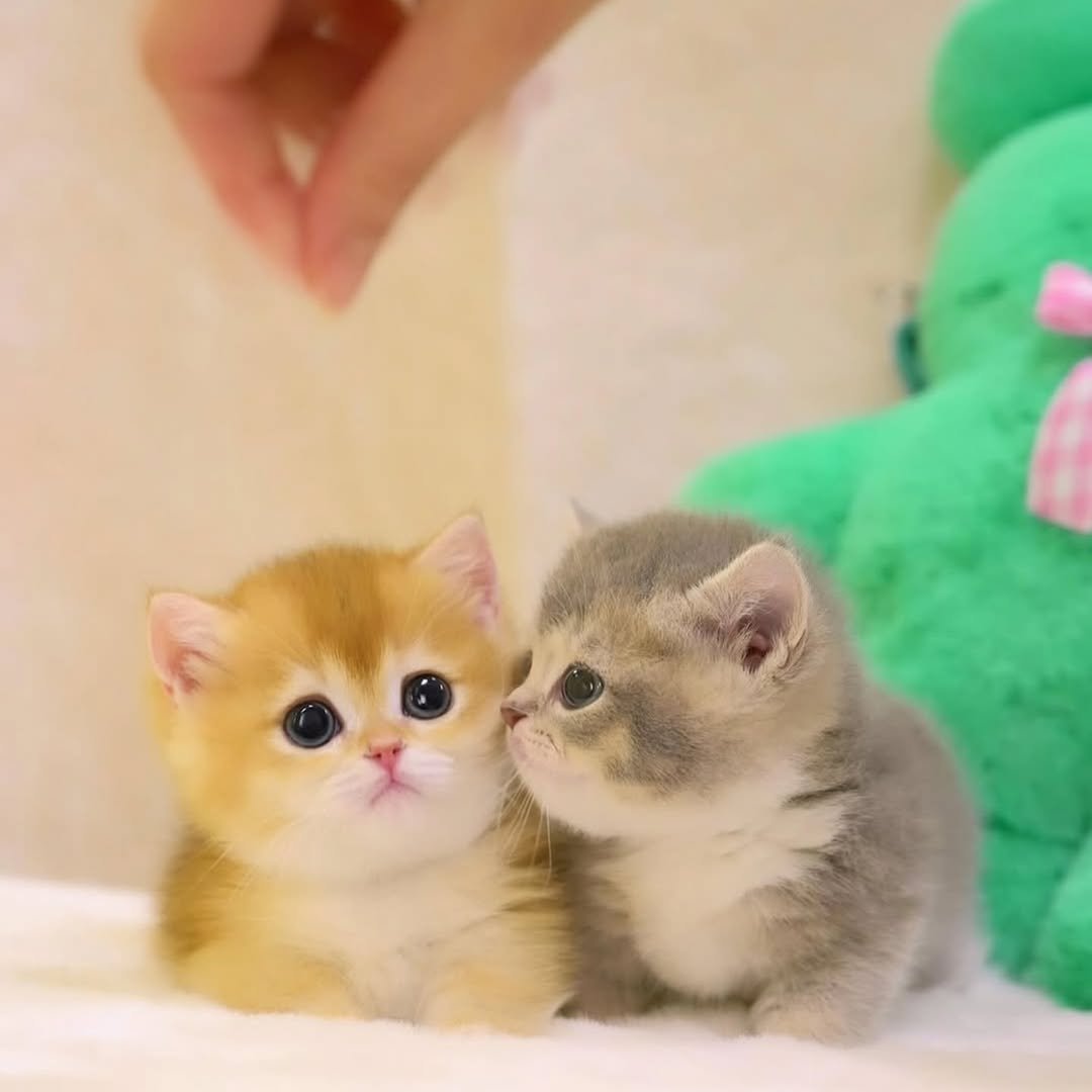 Premium Munchkin kitten for Sale Galveston Texas - TinyPaws Cattery Champion Bloodlines